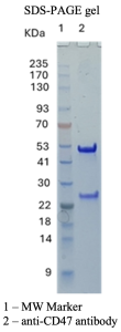 Anti-CD47 antibody